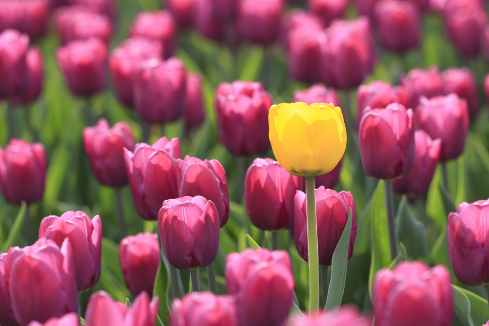 Yellow tulip is in the violet glade of tulips