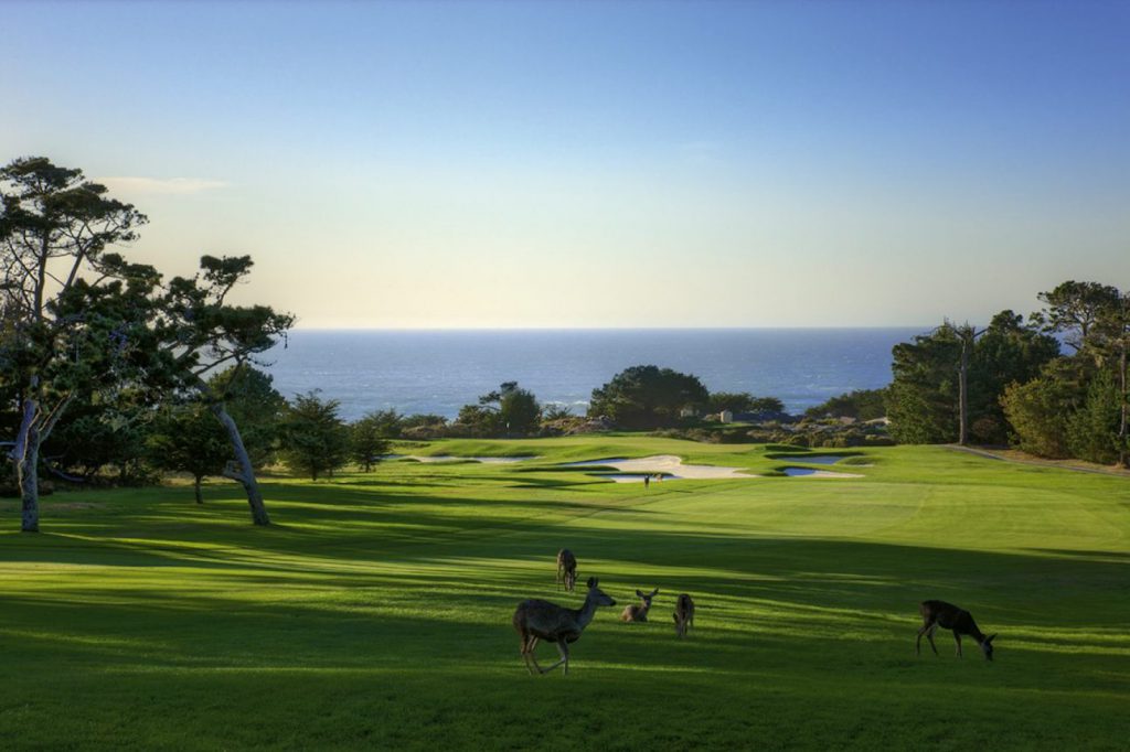 Deer walking on the Pebble Beach golf course