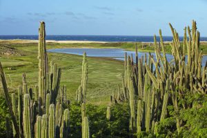 Tierra del Sol cactus plants