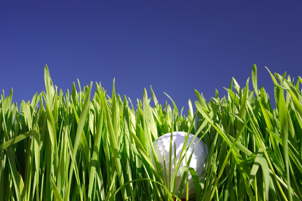 A golf ball is hidden in the tall grass.